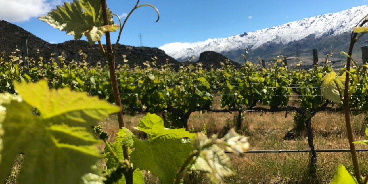 Winemaker Paul Pujol: Prophet’s Rock – NZ Wine Podcast 29