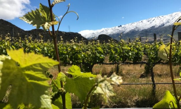 Winemaker Paul Pujol: Prophet’s Rock – NZ Wine Podcast 29