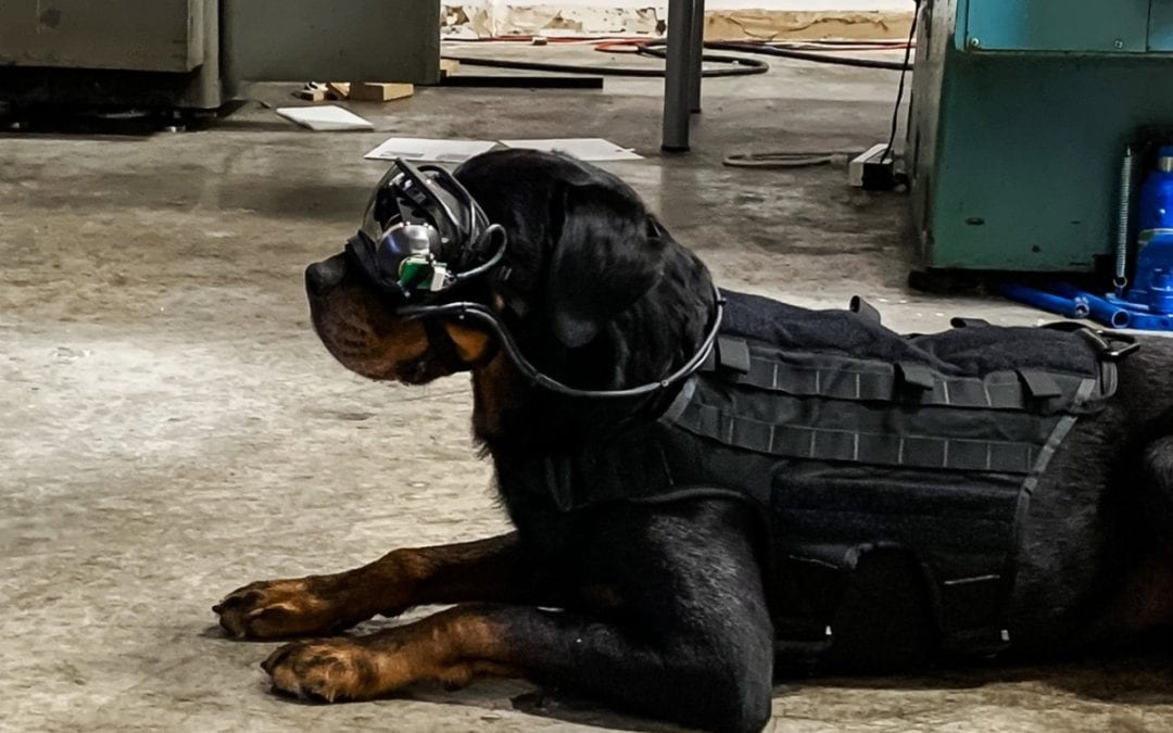 Hacking Apple, Dogs using Virtual Reality, NZ Government vs Encryption