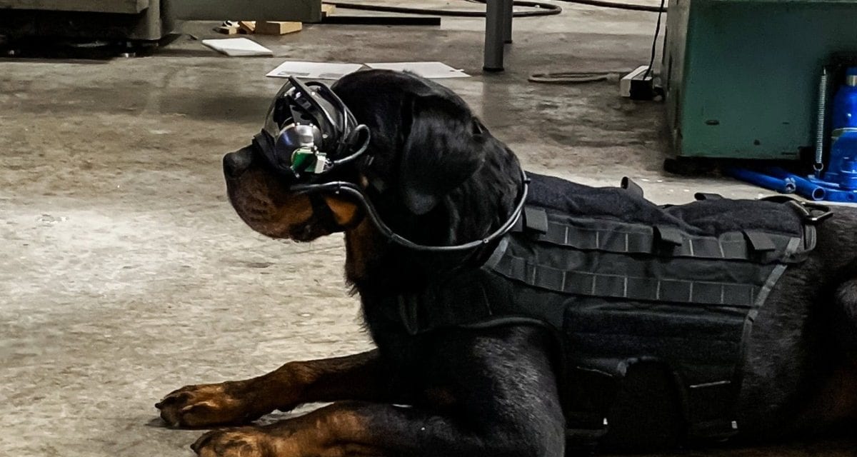 Hacking Apple, Dogs using Virtual Reality, NZ Government vs Encryption