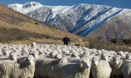Is Sheep and Beef Farming already Carbon Neutral? Possibly, Dr Brad Case, AUT