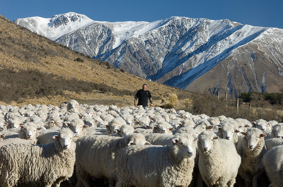 Is Sheep and Beef Farming already Carbon Neutral? Possibly, Dr Brad Case, AUT